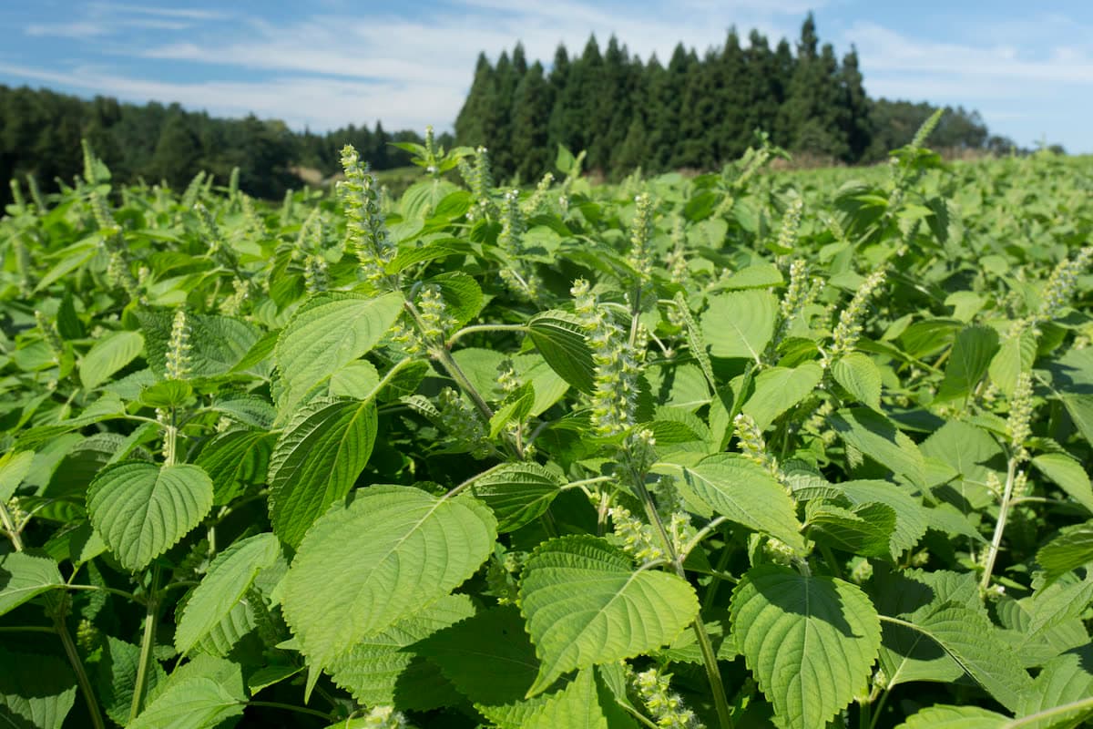 国産えごまにこだわる理由 — 山形県尾花沢市の畑から食卓まで